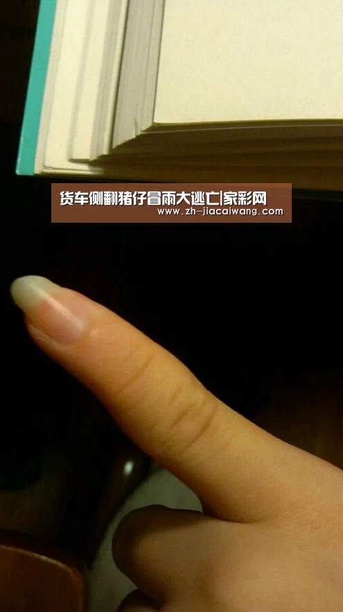 货车侧翻猪仔冒雨大逃亡|家彩网(图1) 家彩网