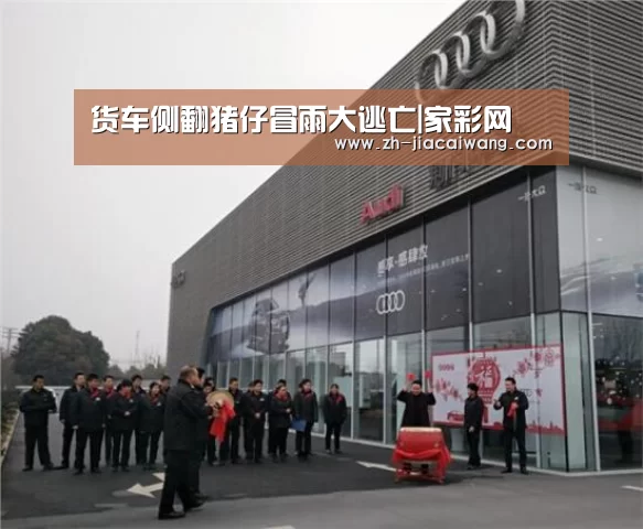 货车侧翻猪仔冒雨大逃亡|家彩网(图2) 家彩网